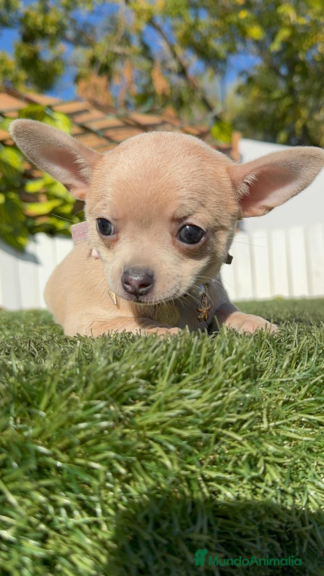 Chihuahua perros en venta: CHIHUAHUA HEMBRA - Anuncio 15