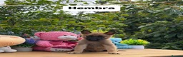 Pastor Belga Malinois perros en venta: Pastor belga malinois - Anuncio 5