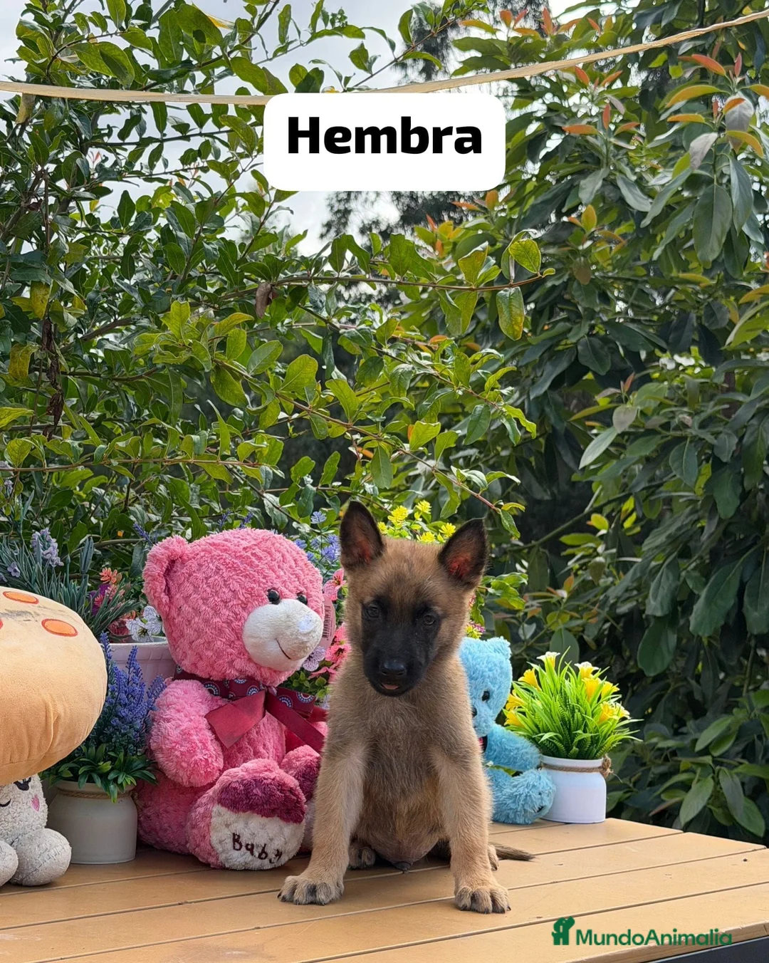 Pastor Belga Malinois perros en venta: Pastor belga malinois - Anuncio 5