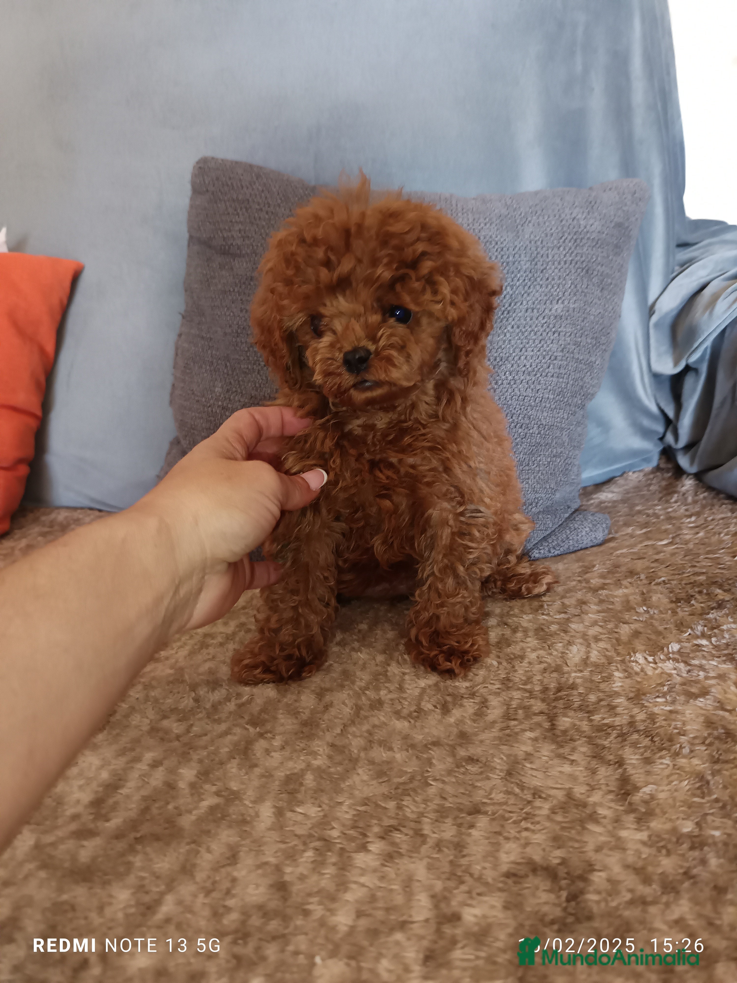 Caniche Toy perros Caniche toy rojo en Badajoz - Anuncio 2