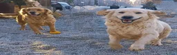 Golden Retriever perros en venta: Golden Retriever  - Anuncio 1