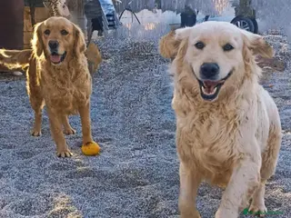 Golden Retriever perros Golden Retriever - Anuncio 1