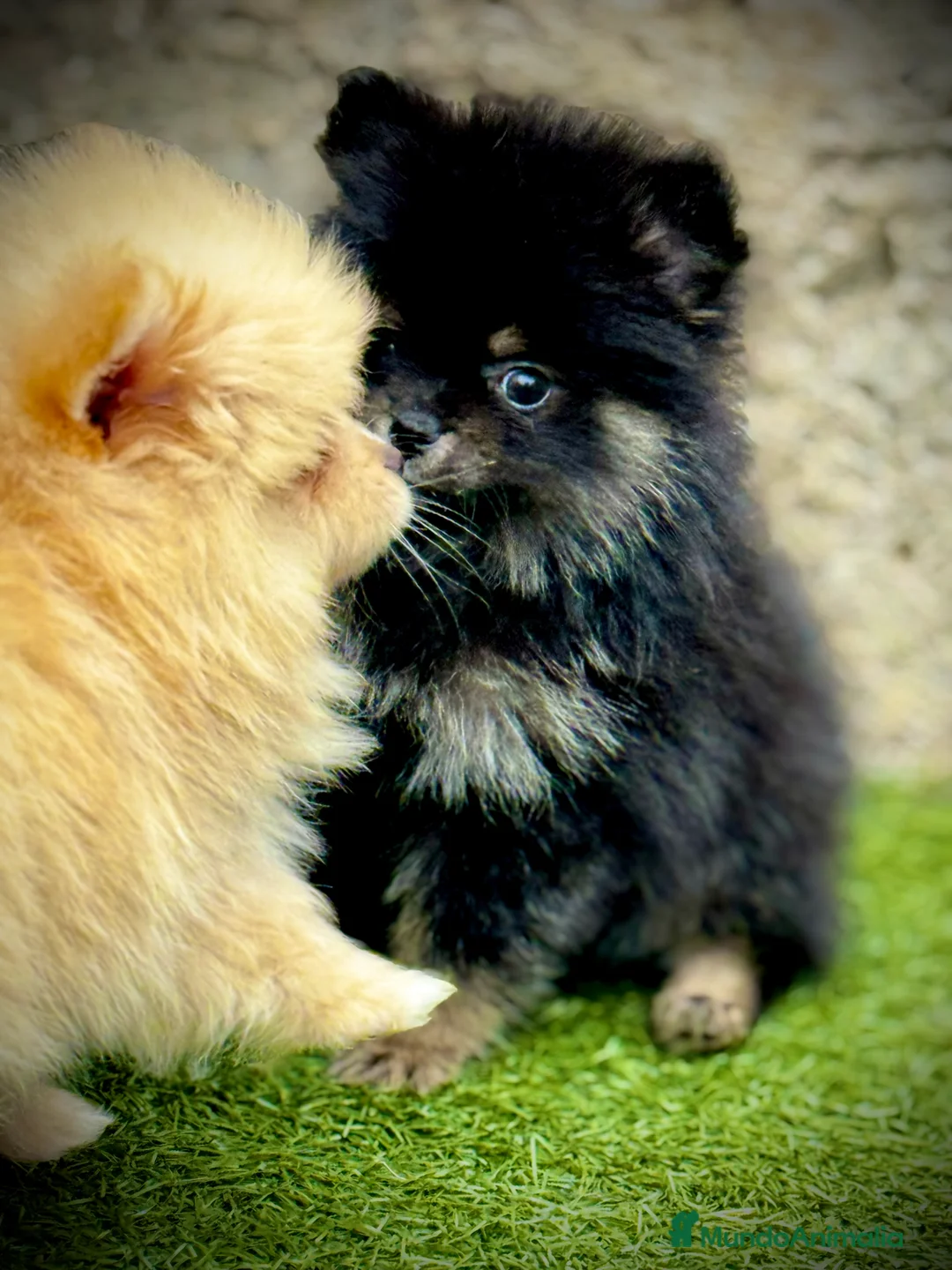 Pomerania perros en venta: Pomerania toy - Anuncio 8