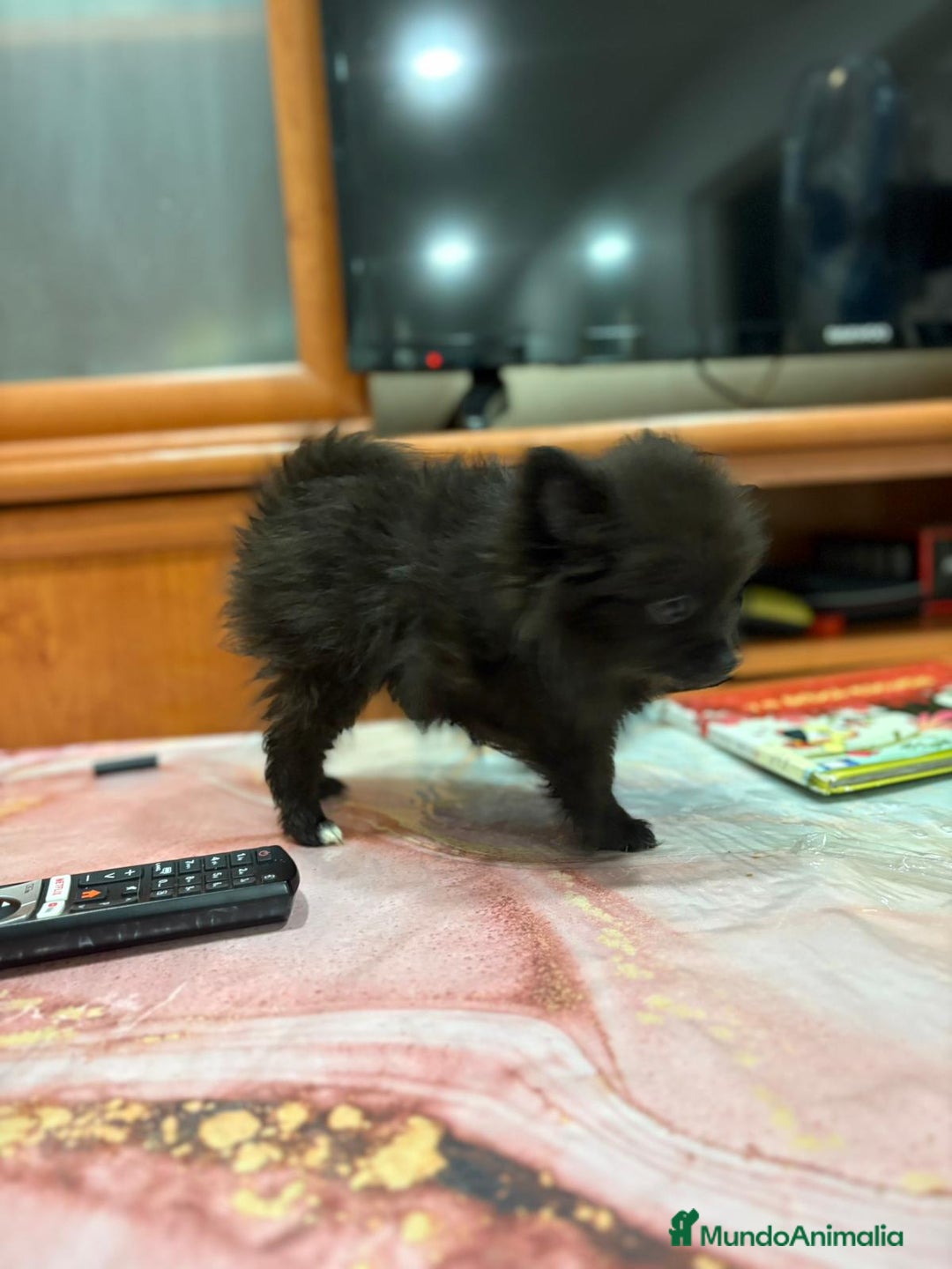 Pomerania perros en venta: Poo pomerania MICRO TOY  - Imagen 2