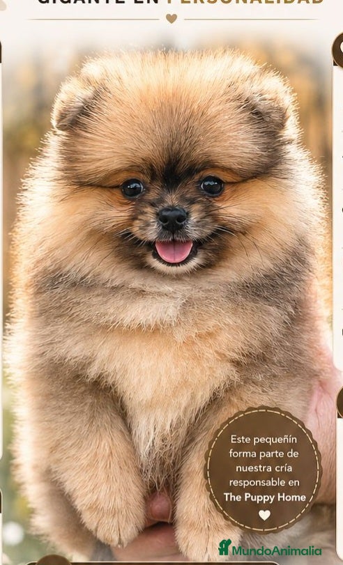 Pomerania perros POMERANIA - Anuncio 1