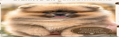 Pomerania Cachorro 1