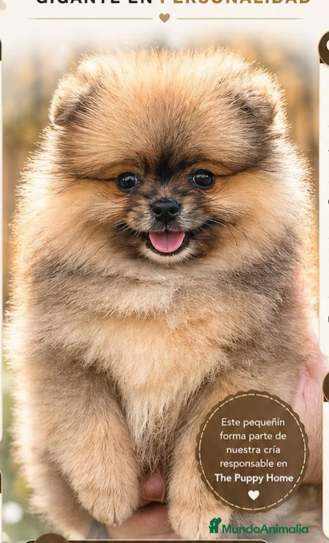 Pomerania perros en venta: POMERANIA - Anuncio 1