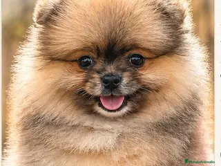 Pomerania perros POMERANIA - Anuncio 1