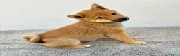 Shiba Inu perros en venta: Shiba Inu - Anuncio 17