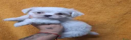 Bichón Maltés perros en venta: Bichón maltés - Anuncio 4