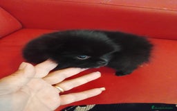 Pomerania perros en venta: Pomerania Negro  - Imagen 3