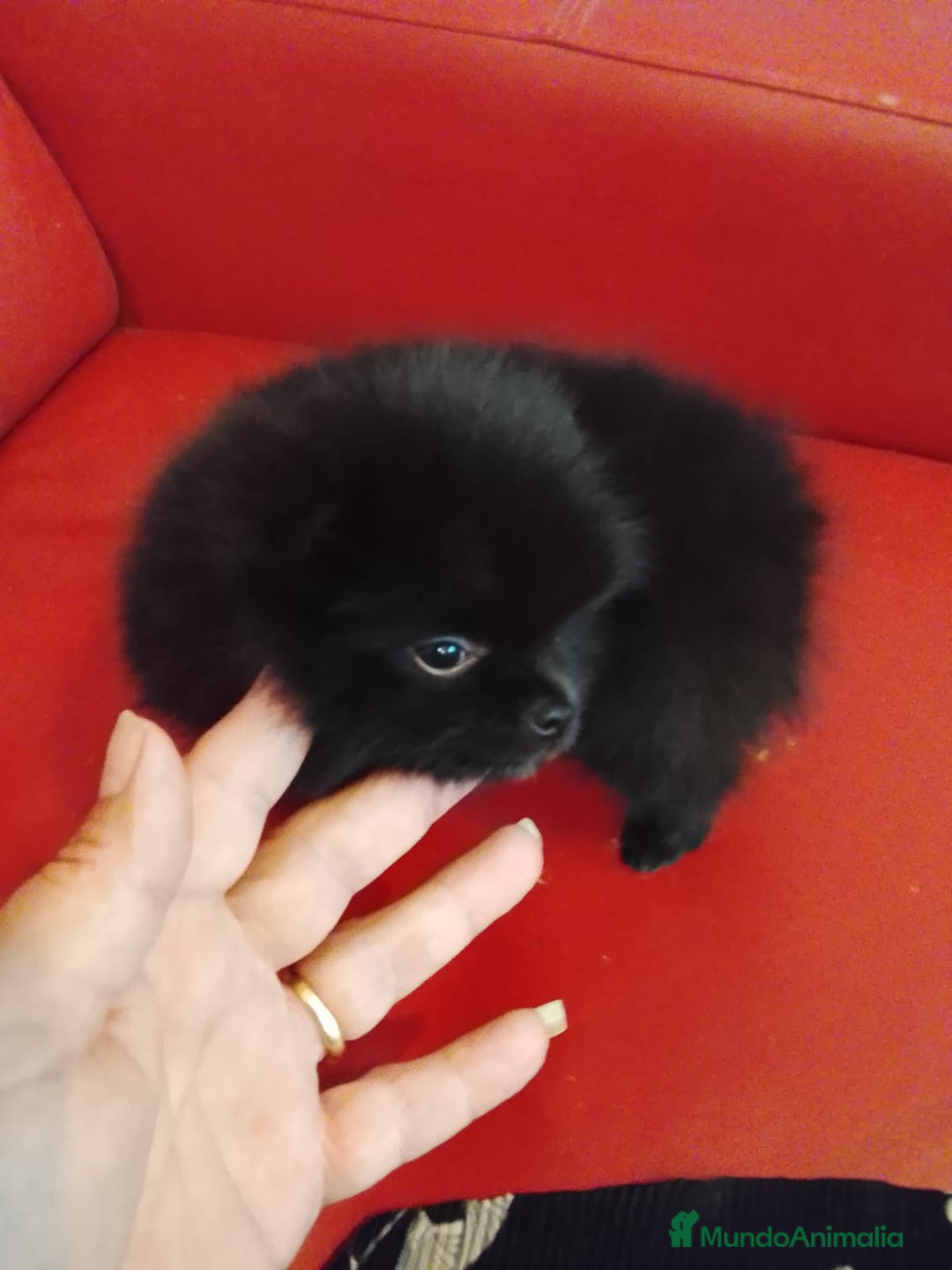 Pomerania perros en venta: Pomerania Negro  - Imagen 3