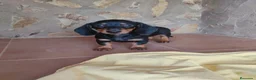 Teckel perros en venta: Cachorra teckel miniatura  - Anuncio 2