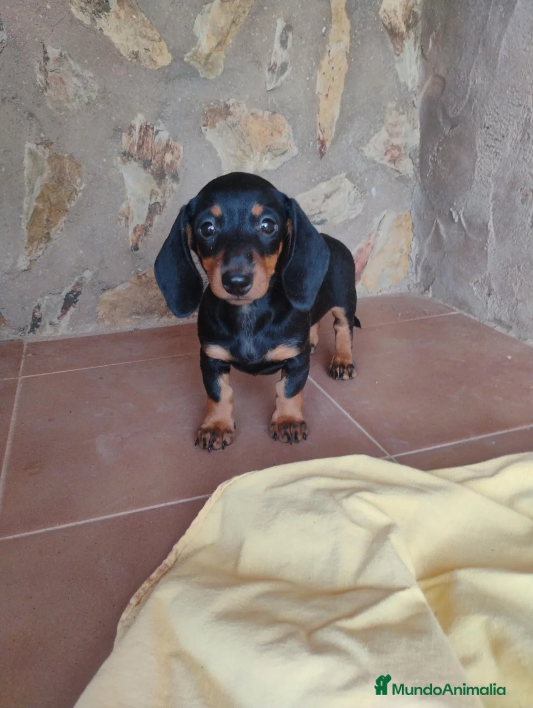 Teckel perros en venta: Cachorra teckel miniatura  - Anuncio 2