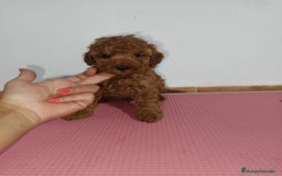 Caniche Toy perros en venta: Caniche toy - Imagen 4