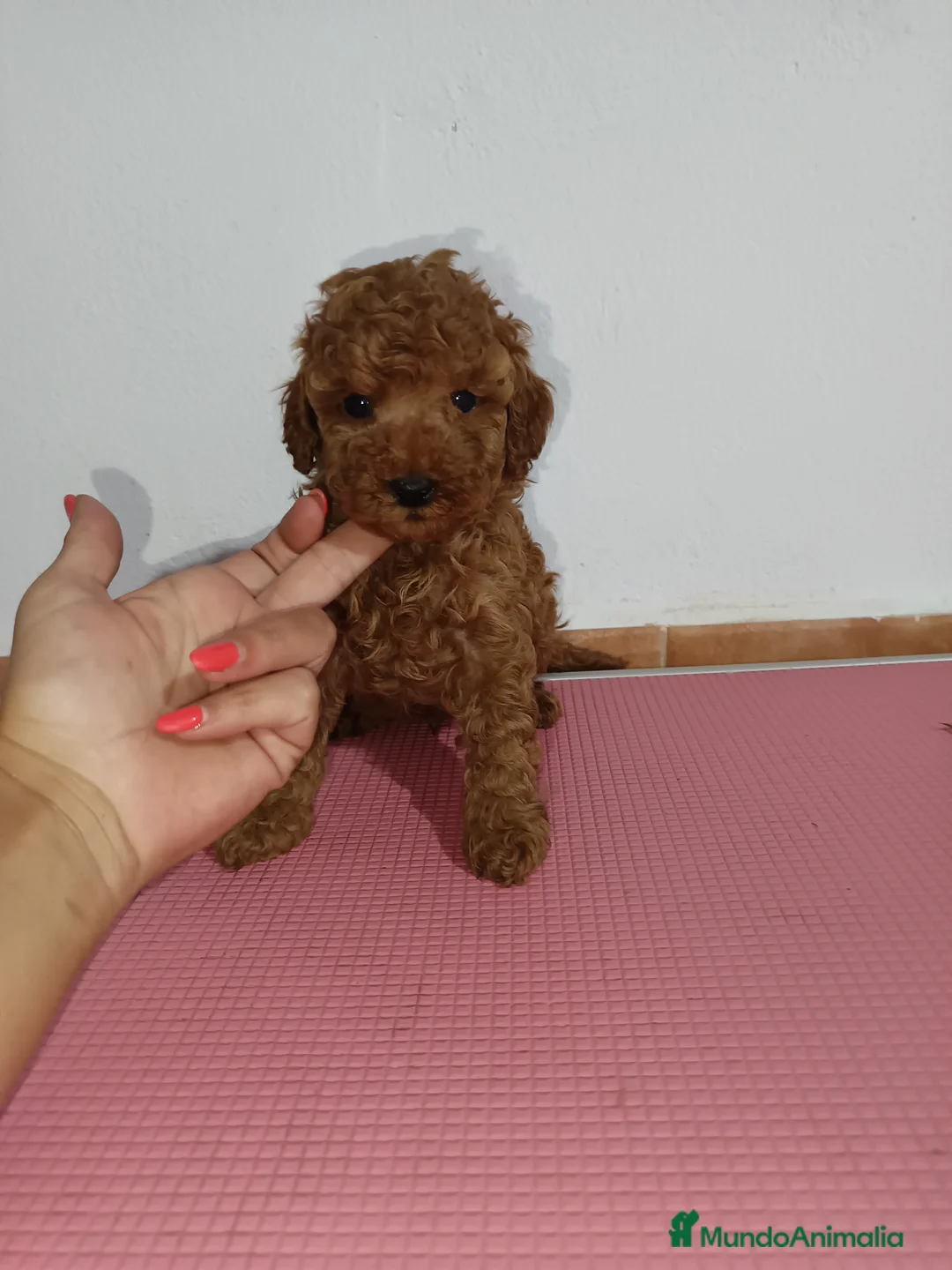 Caniche Toy perros en venta: Caniche toy - Anuncio 4