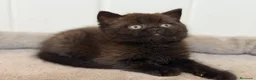 Británico de Pelo Corto gatos en venta: British  - Anuncio 3