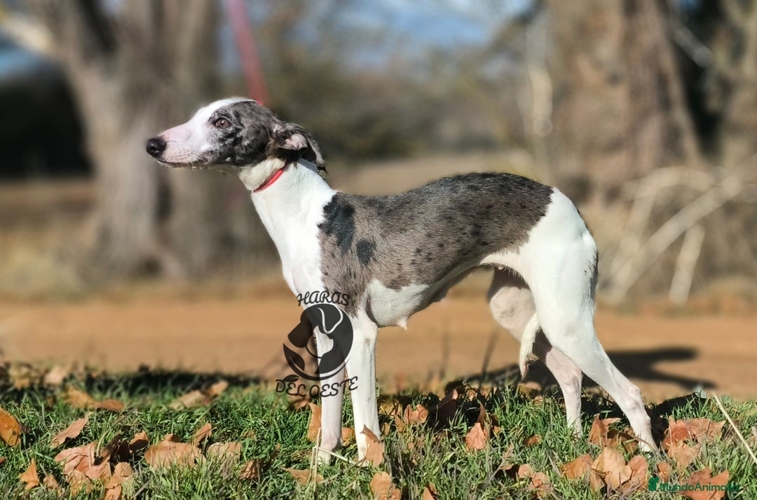 Pequeño Lebrel Italiano perros en venta: Piccolos  - Anuncio 4