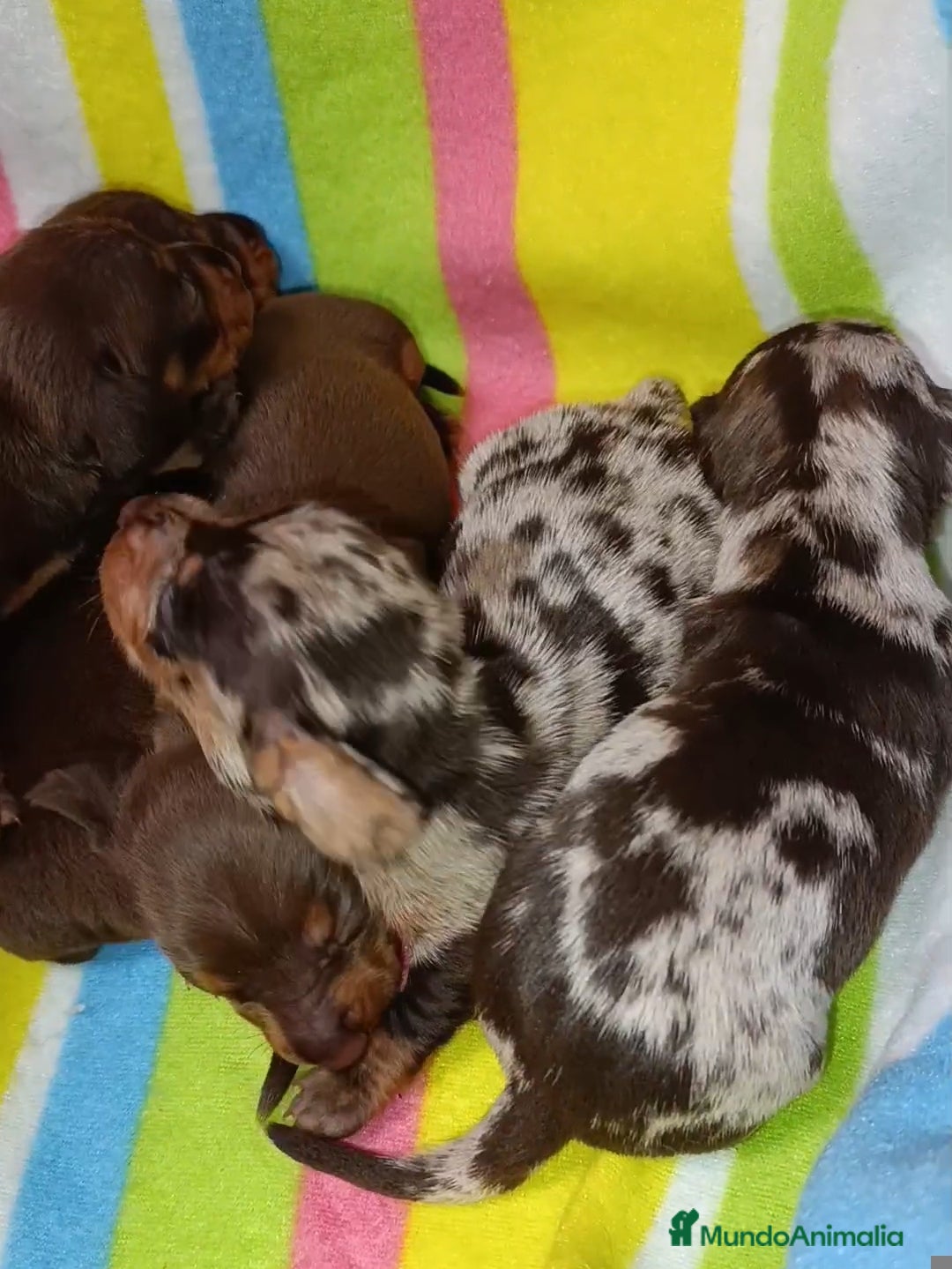 Teckel Miniatura perros en venta: Bellezas teckel kaninchen  - Imagen 3