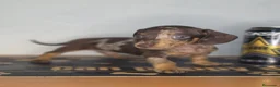 Teckel Miniatura perros en venta: Teckel arlequin chocolate unicos - Anuncio 3