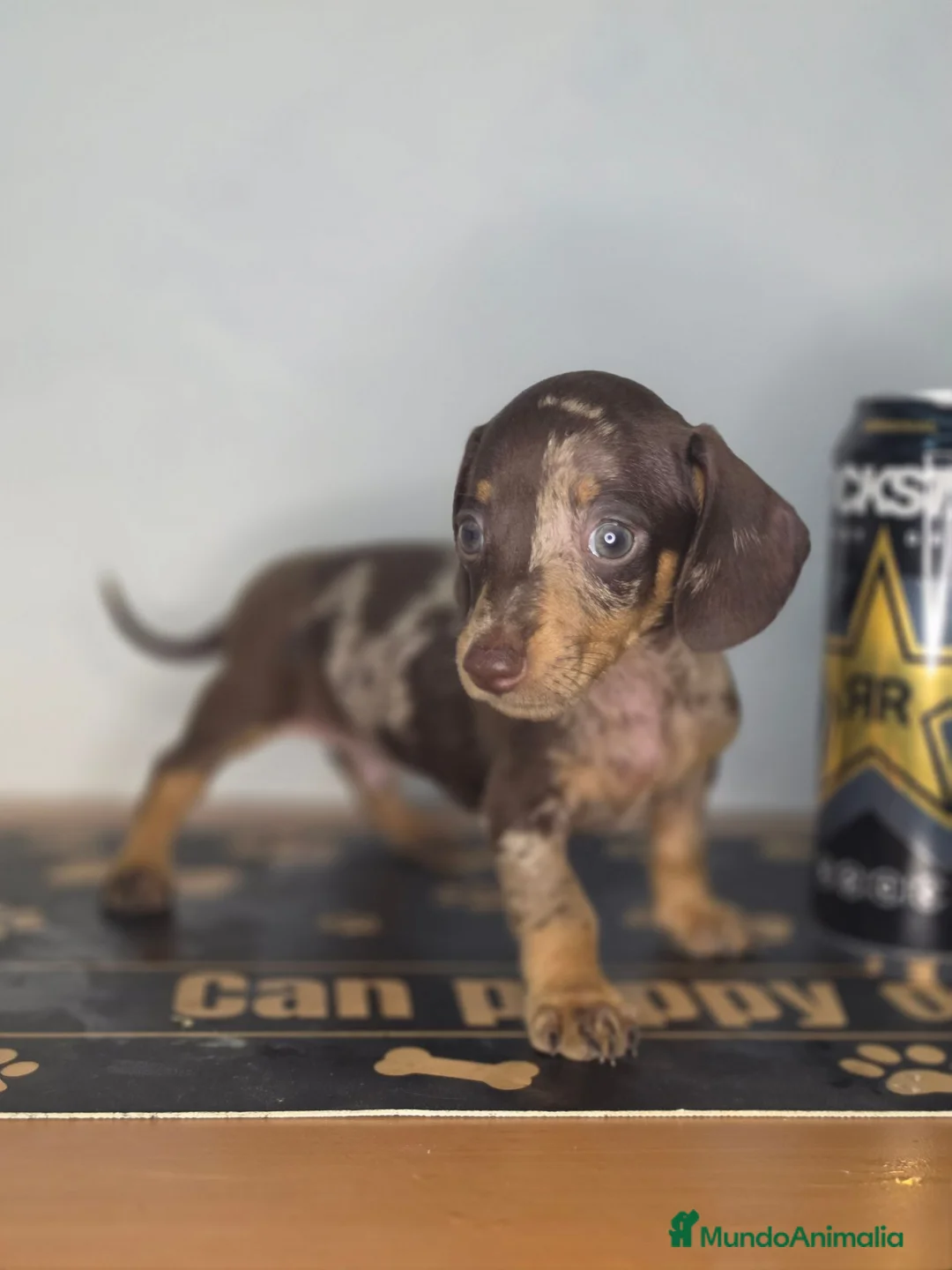 Teckel Miniatura perros en venta: Teckel arlequin chocolate unicos - Anuncio 3
