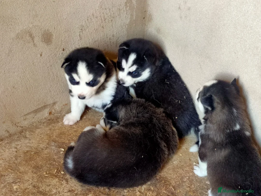 Husky Siberiano perros en venta: husky siberiano  - Anuncio 1