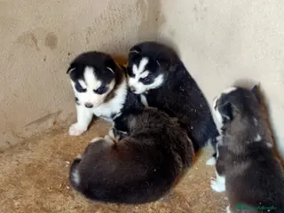 Husky Siberiano perros husky siberiano - Anuncio 2