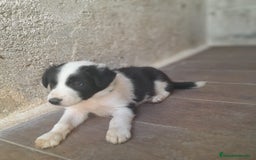 Border Collie perros en venta: BORDER COLLIE - Imagen 8