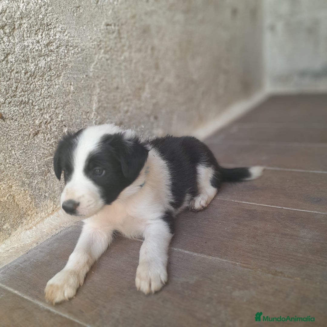 Border Collie perros en venta: BORDER COLLIE - Imagen 8