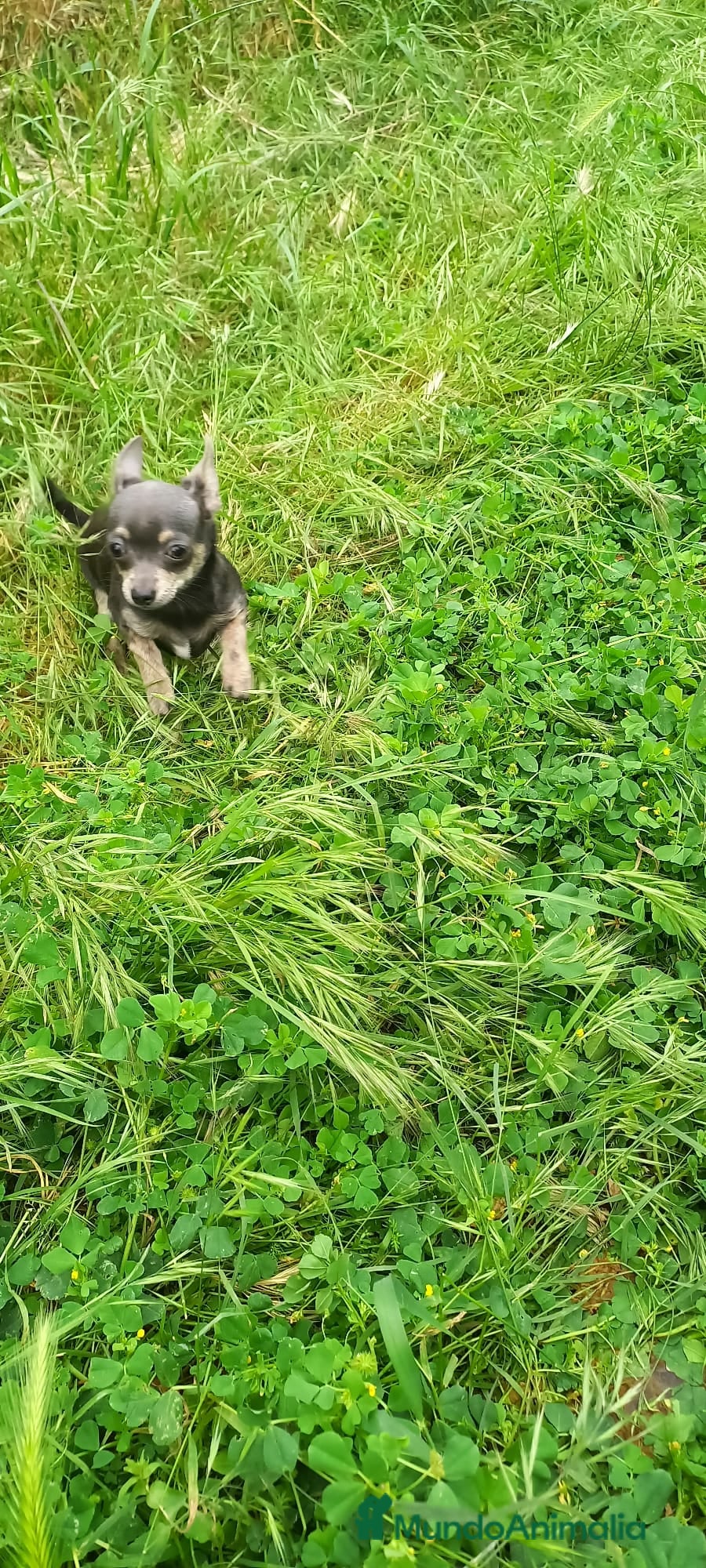 Chihuahua perros Chihuahua de 4 meses toy azul tang 670 - Anuncio 1
