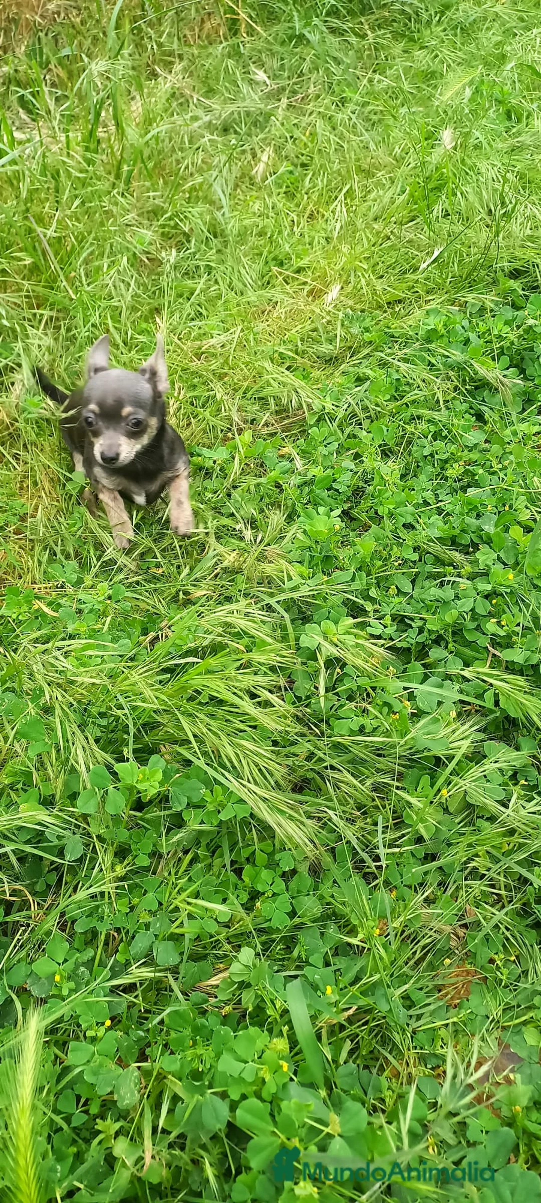 Chihuahua perros en venta: Chihuahua de 4 meses toy azul tang 670 - Anuncio 1