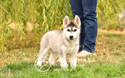 Husky Siberiano perros en venta: Husky siberiano disponibles - Imagen 1