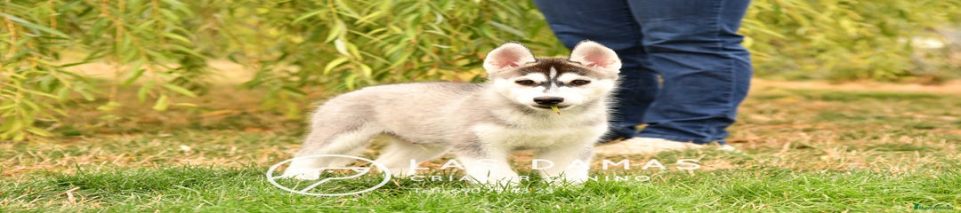 Husky Siberiano macho