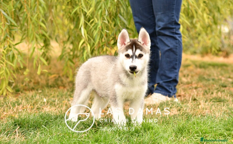 Husky Siberiano perros - Anuncio 9