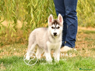 Husky Siberiano perros - Anuncio 5
