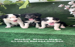 Border Collie perros en venta: Border Collie De Villa Biznaga - Imagen 8
