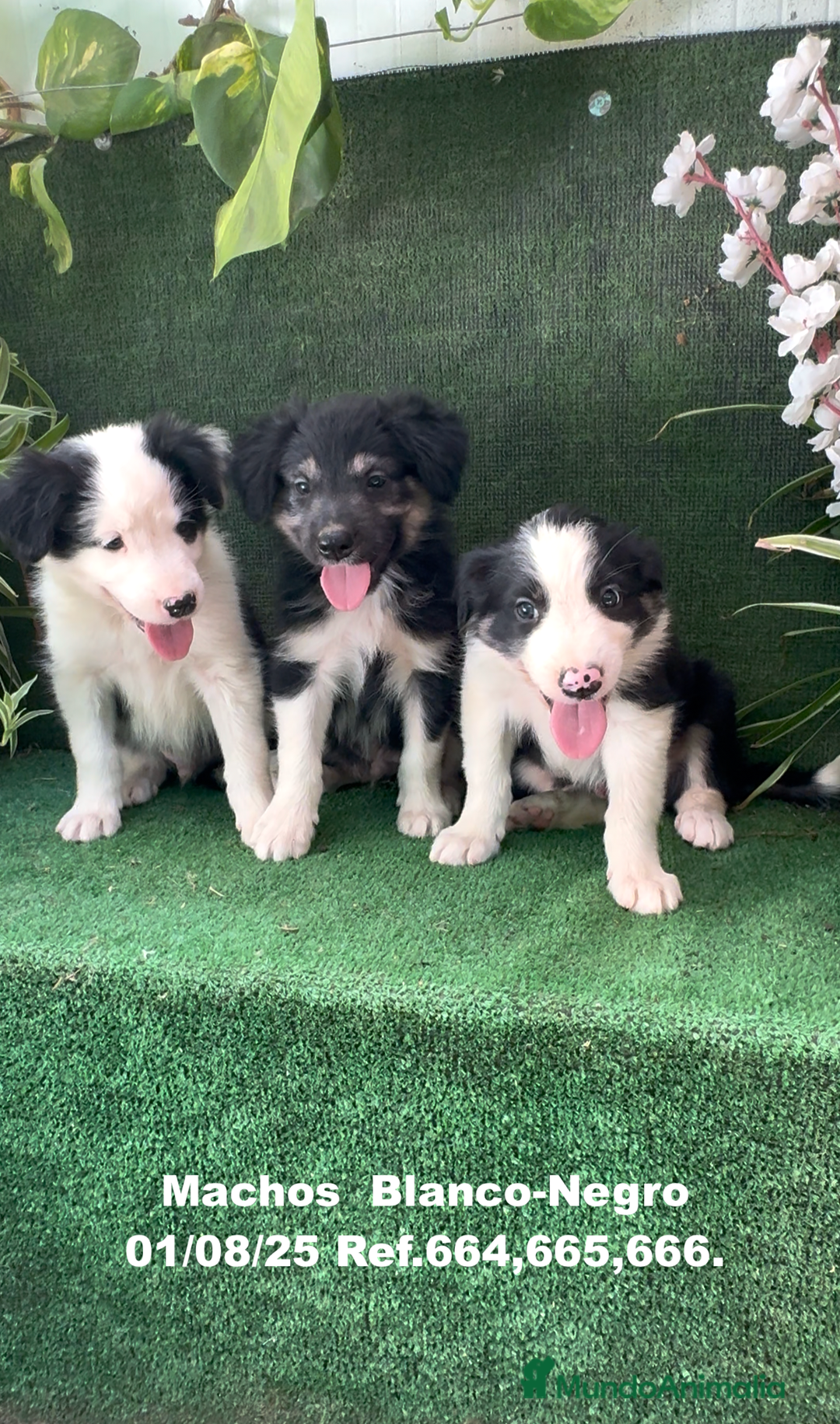 Border Collie perros en venta: Border Collie De Villa Biznaga - Imagen 8