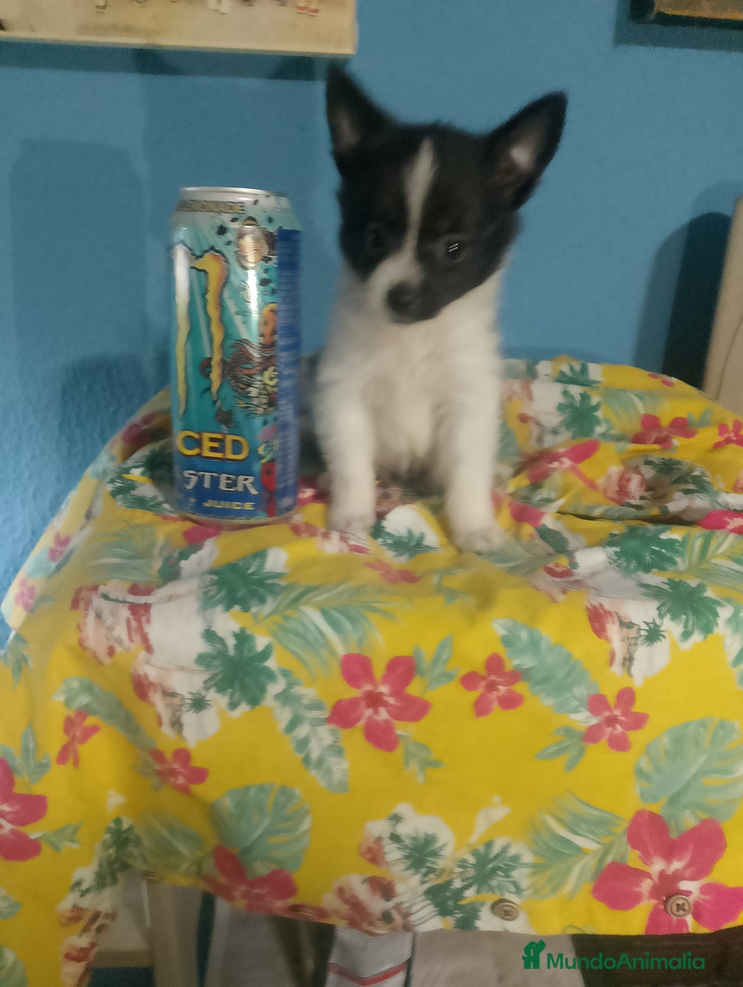 Chihuahua perros en venta: Última hembra de pomchi - Imagen 11