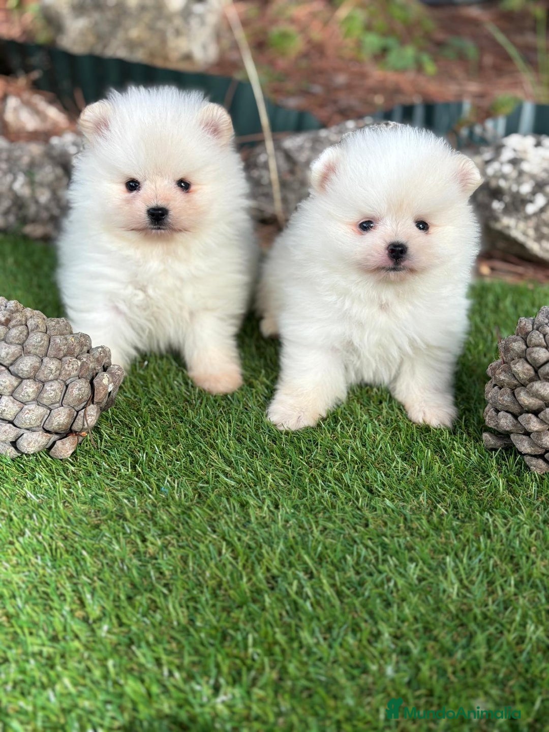 Pomerania perros en venta: Pomeranias macho toy entrega en diciembre!!! - Anuncio 3