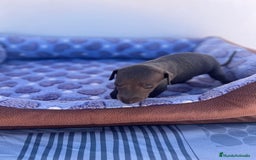 Whippet perros en venta: Whippet blue  - Imagen 39