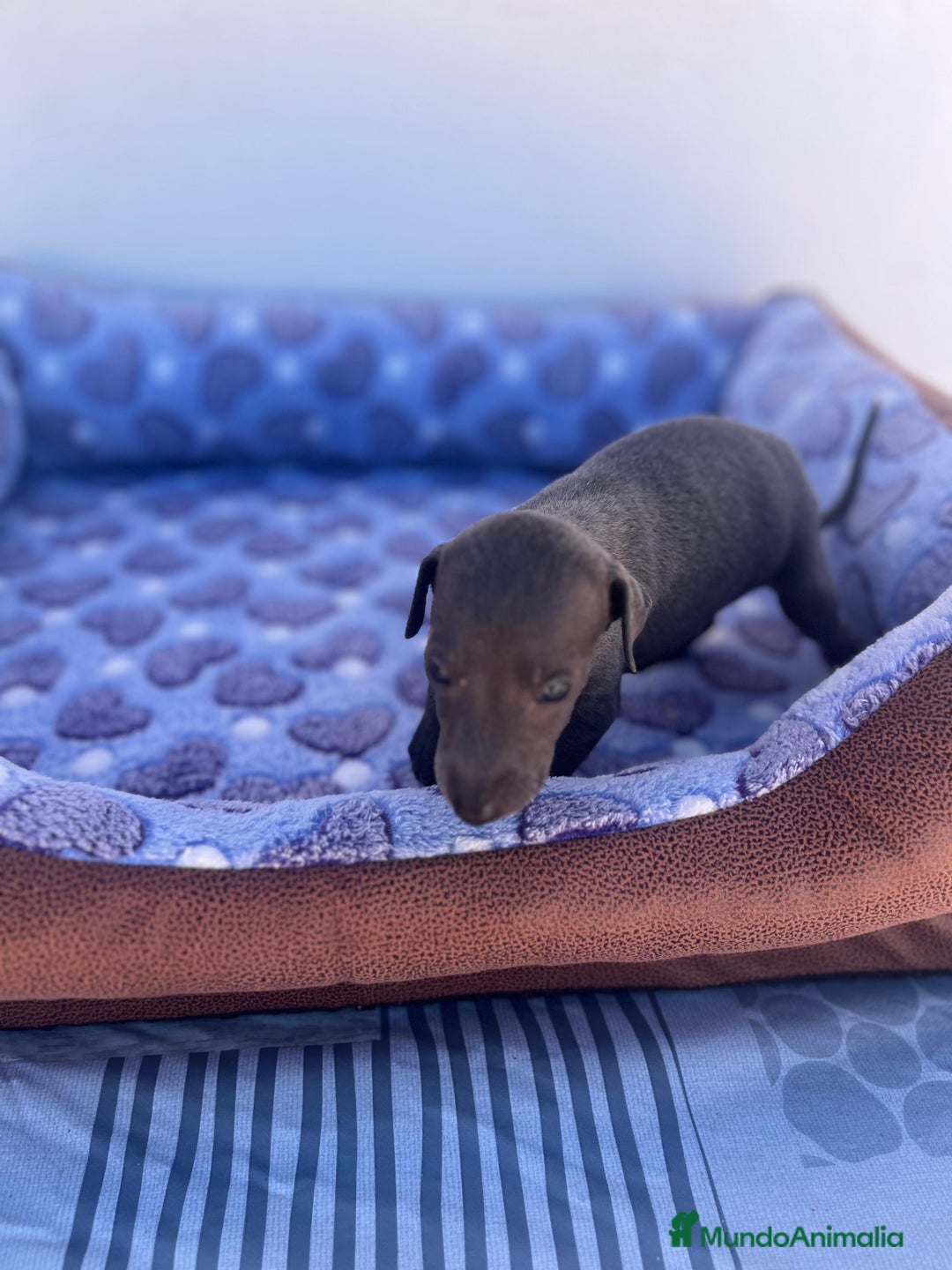 Whippet perros en venta: Whippet blue  - Imagen 39
