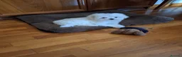 Bichón Maltés perros en venta: Bichón Maltés  - Anuncio 8