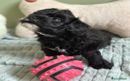 Maltipoo perros en venta: MLTIPOO HEMBRA TOY NEGRA - Imagen 3
