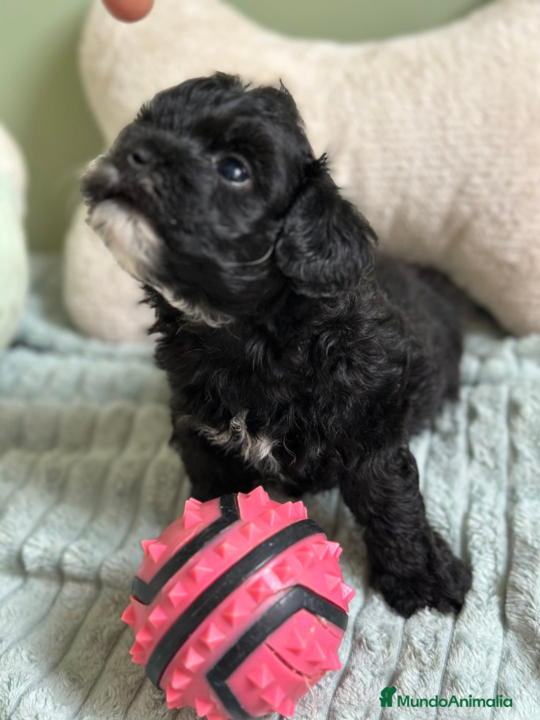 Maltipoo perros en venta: MLTIPOO HEMBRA TOY NEGRA - Imagen 3