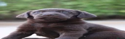 Labrador Retriever perros en venta: Preciosos cachorros de Labrador Retriever chocolat - Anuncio 3