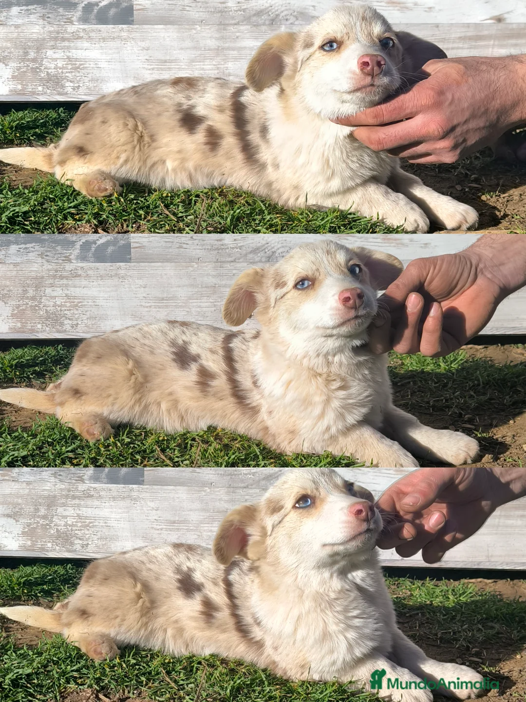 Welsh Corgi Cardigan perros en venta: Corgi  - Anuncio 2