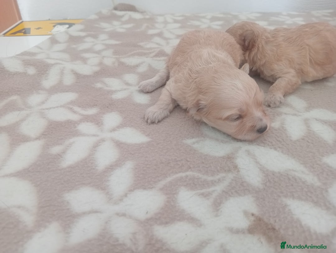 Maltipoo perros en venta: MALTIPOO - Imagen 5