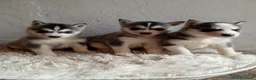 Husky Siberiano perros en venta: CACHORROS HUSKY SIBERIANO  - Anuncio 1