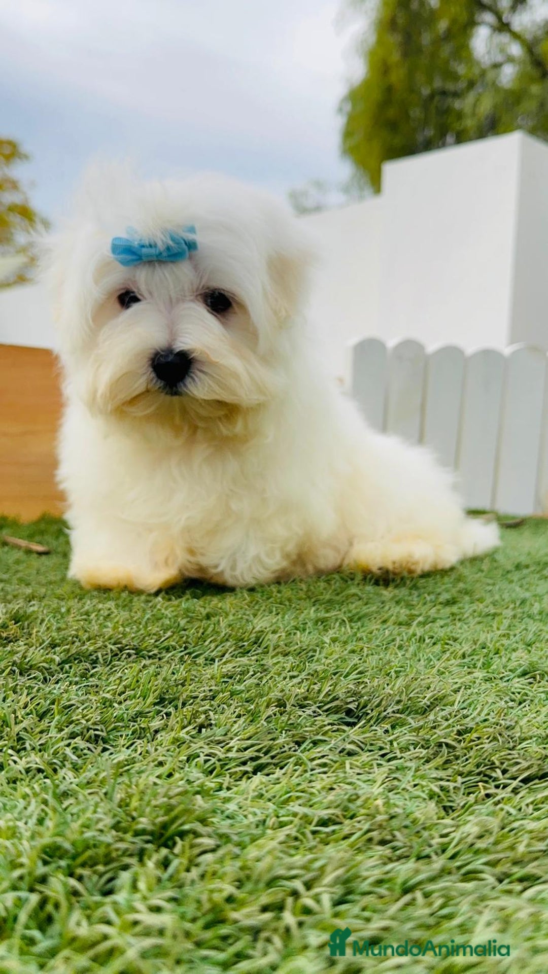 Bichón Maltés perros en venta: BICHON MALTES - Anuncio 13