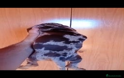Teckel Miniatura perros en venta: Teckel kaninchen  - Imagen 3